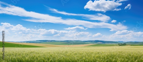 Aerial view of ripening wheat crop fields on a farm under a blue sky and white clouds with copy space image