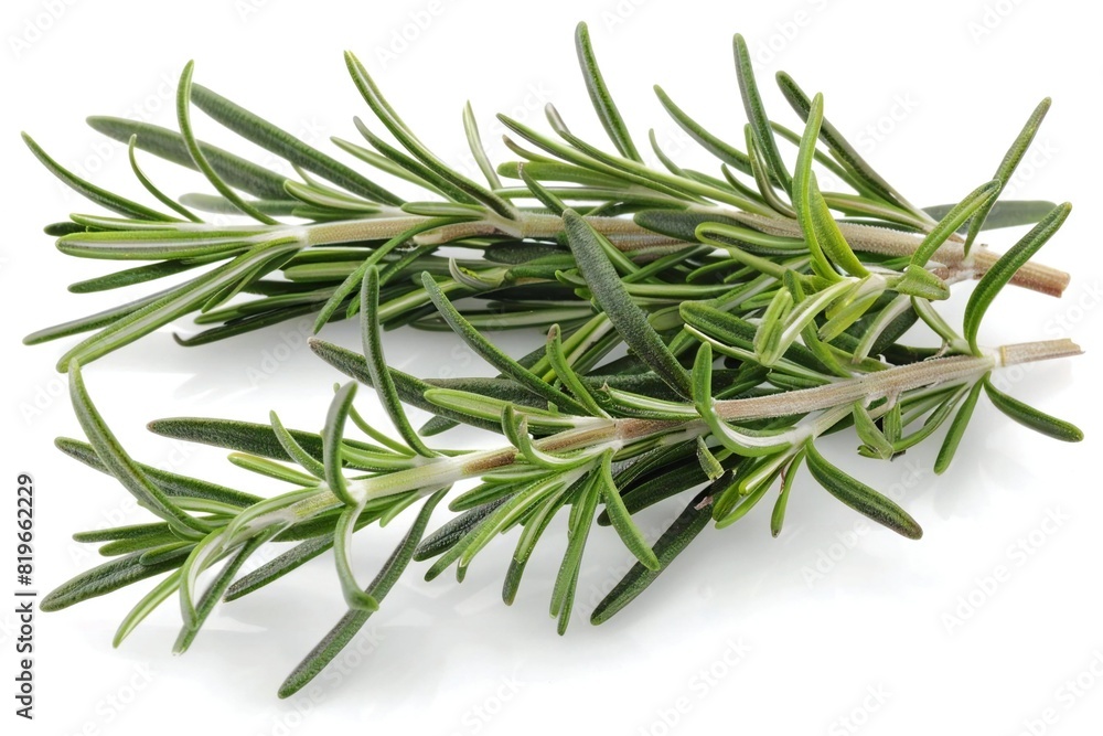 Fototapeta premium Rosemary Leaves on White Background - Fragrant Herb Assortment of Foliage