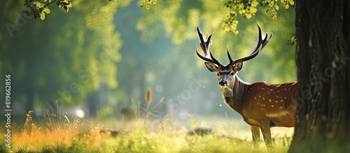A deer with striking antlers is grazing with a serene background suitable for a copy space image photo