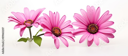 Two African daisies isolated on a white background with ample copy space image available