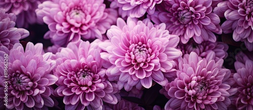 Chrysanthemum wallpaper for a stunning copy space image