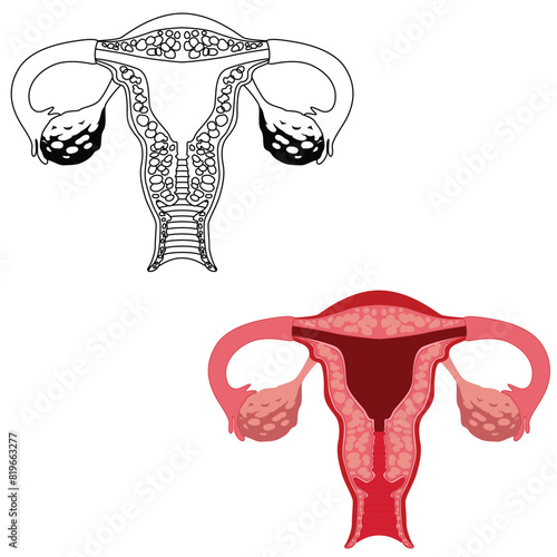 illustration of the uterus ovary. Female reproductive system.  uterus ovary