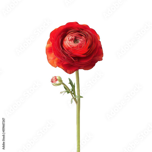 single beautiful red flower on white background 