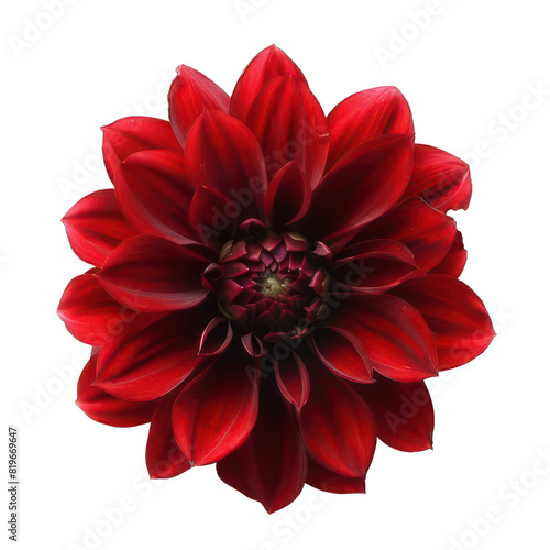 single beautiful red flower on white background 