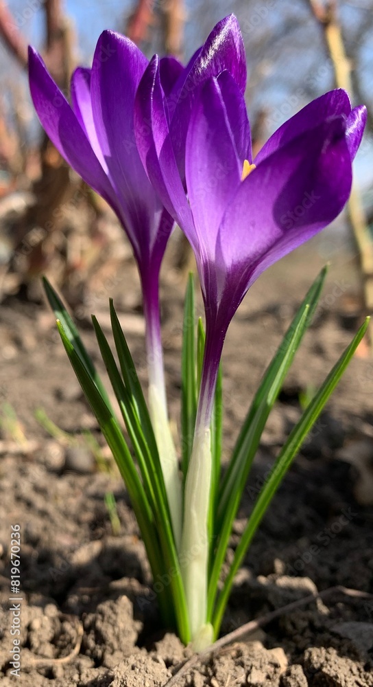 Spring primrose crocus, also known as saffron. Spring primrose crocus, also known as saffron.