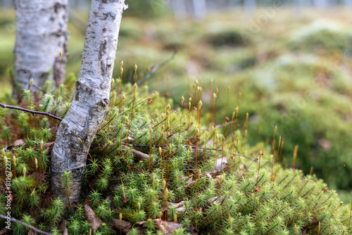 Photography Closeup of peat moss patch in focus with beech trees during sunrise