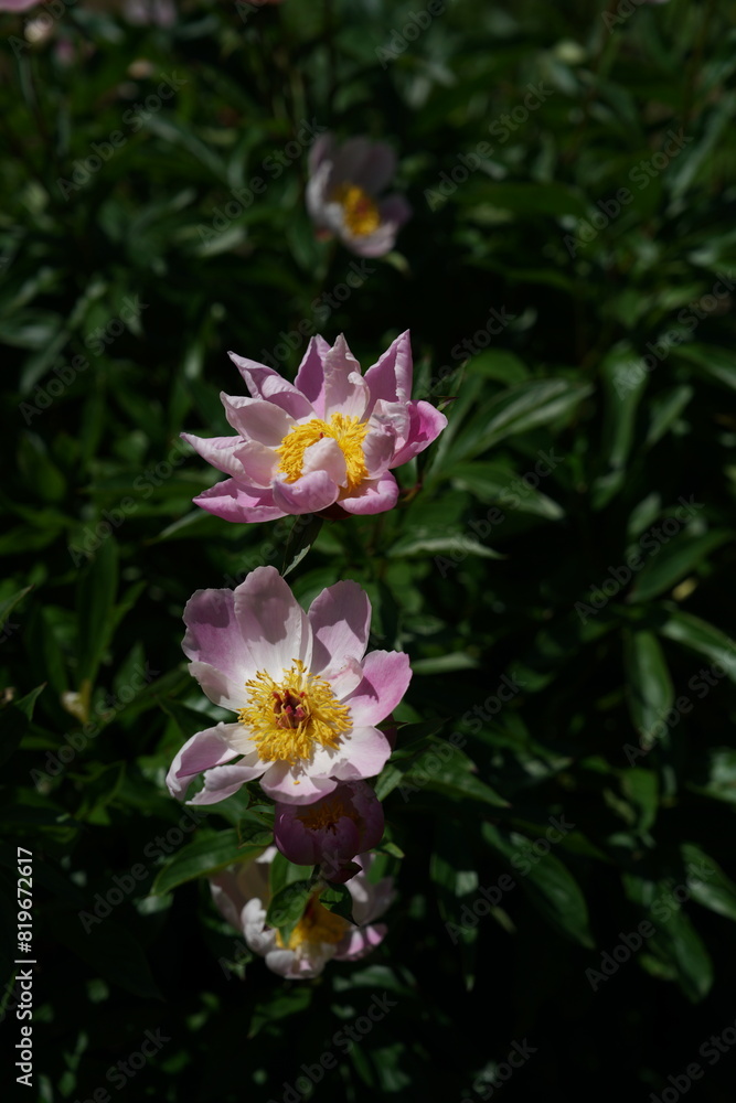 Faint Pink Flowers of Peony in Full Bloom