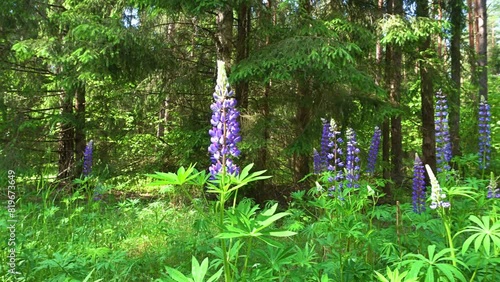 Lupine(lupinus)-a plant from the Fabaceae family with blue flowers on the edges of the forest on a summer,sunny day.