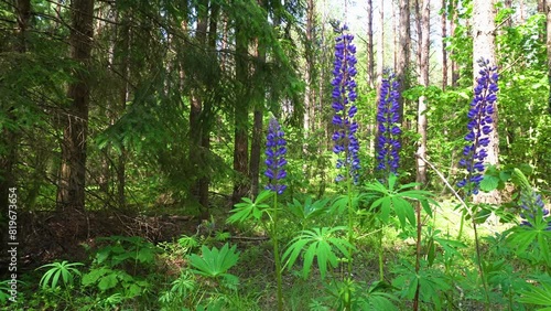 Lupine(lupinus)-a plant from the Fabaceae family with blue flowers on the edges of the forest on a summer,sunny day.