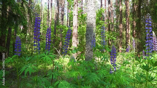 Lupine(lupinus)-a plant from the Fabaceae family with blue flowers on the edges of the forest on a summer,sunny day.