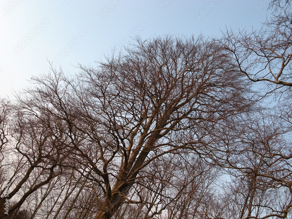 Morning, sunrise and trees in forest, branches and outdoor in environment, calm and woods in park. Landscape, sustainability and growth in nature, plants and ecology in village for adventure in fall Morning, sunrise and trees in forest, branches and outdoor in environment, calm and woods in park. Landscape, sustainability and growth in nature, plants and ecology in village for adventure in fall
