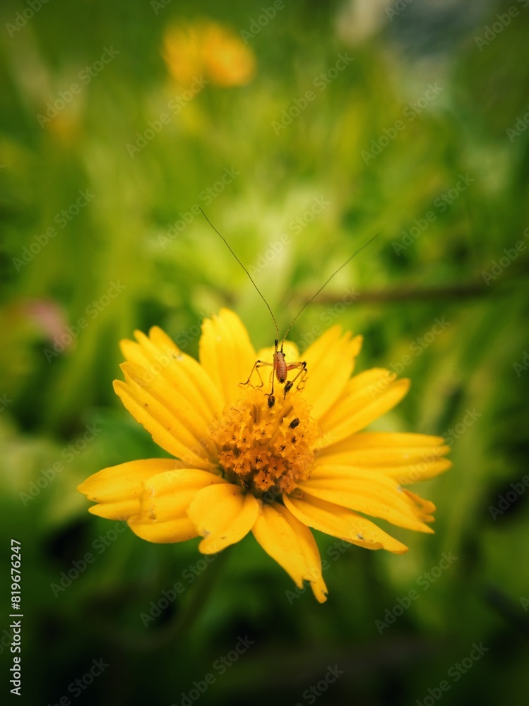 small insect setting on yellow flower. Amazing stock photography small insect setting on yellow flower. Amazing stock photography