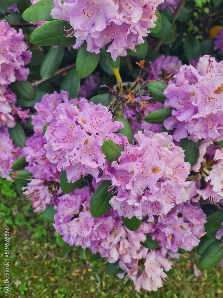 wonderful blooming flowers in Dresden, Saxony