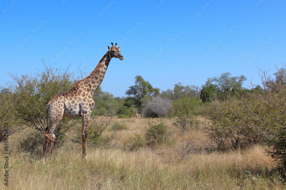 Giraffe / Giraffe / Giraffa camelopardalis Giraffe / Giraffe / Giraffa camelopardalis