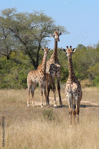 Giraffe   Giraffe   Giraffa camelopardalis