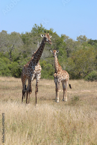 Giraffe   Giraffe   Giraffa camelopardalis