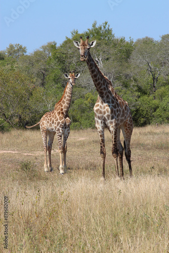 Giraffe / Giraffe / Giraffa camelopardalis