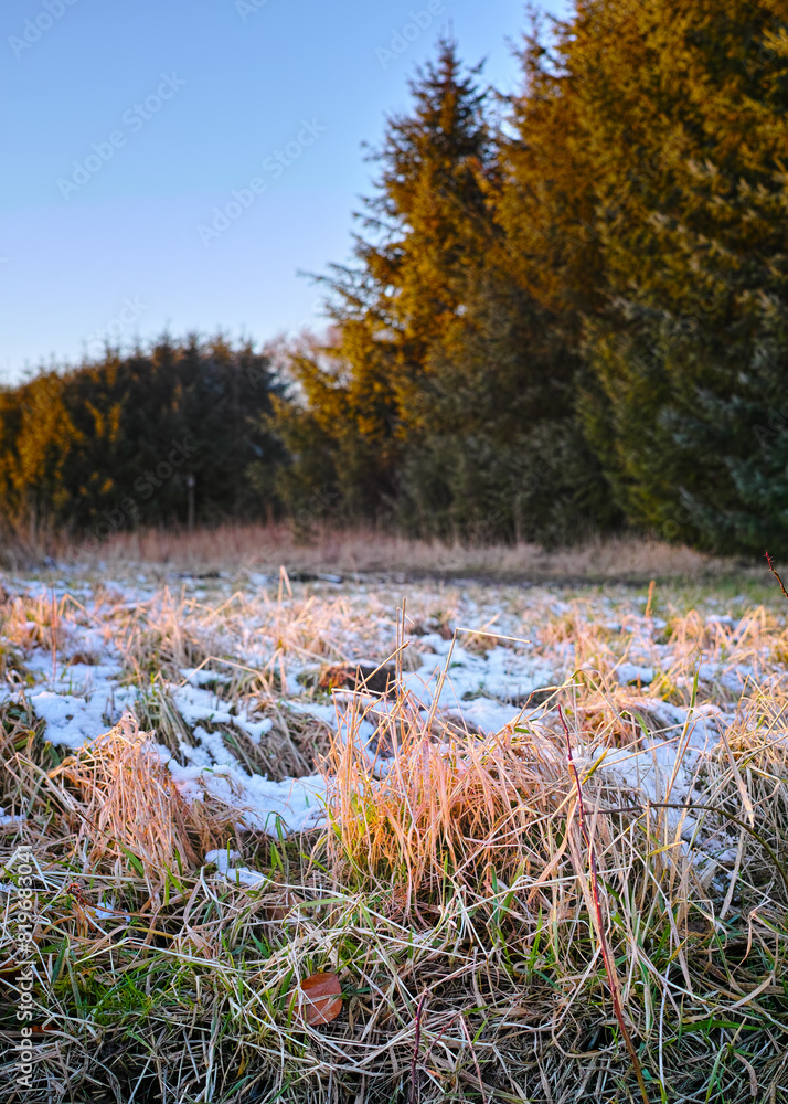 Obraz premium Trees, woods and snow on grass for winter weather, nature wallpaper and Christmas holiday with blue sky. Countryside, frozen ground and ice on field with fresh air for peace and vacation in Canada