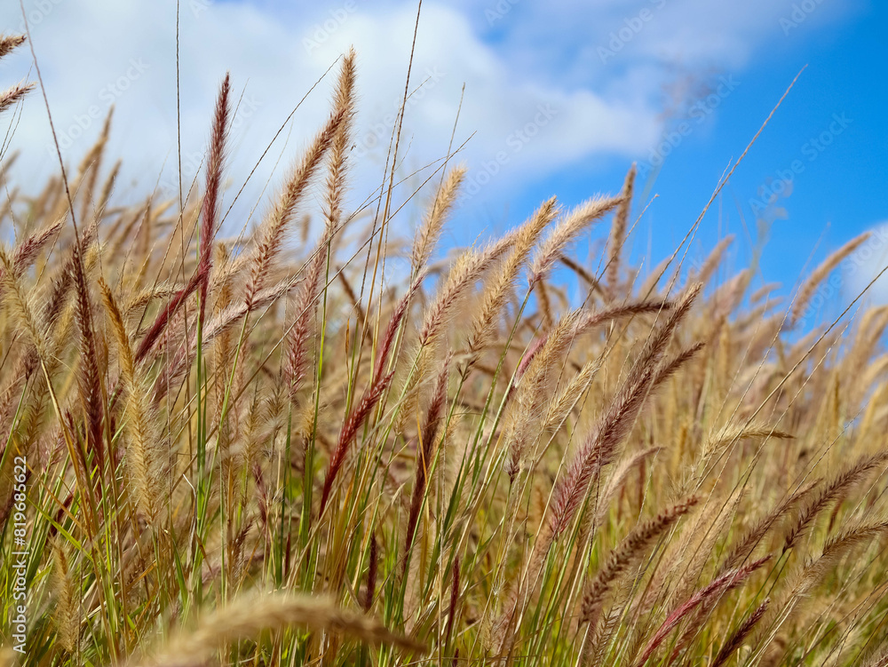 Fototapeta premium Pennisetum – tropical grass, over blue cloudy sky.