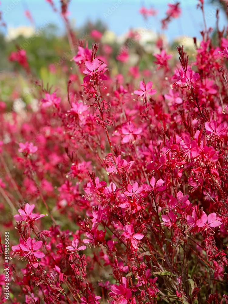 Gaura lindheimeri, Whiskers Deep Rose plant background Gaura lindheimeri, Whiskers Deep Rose plant background