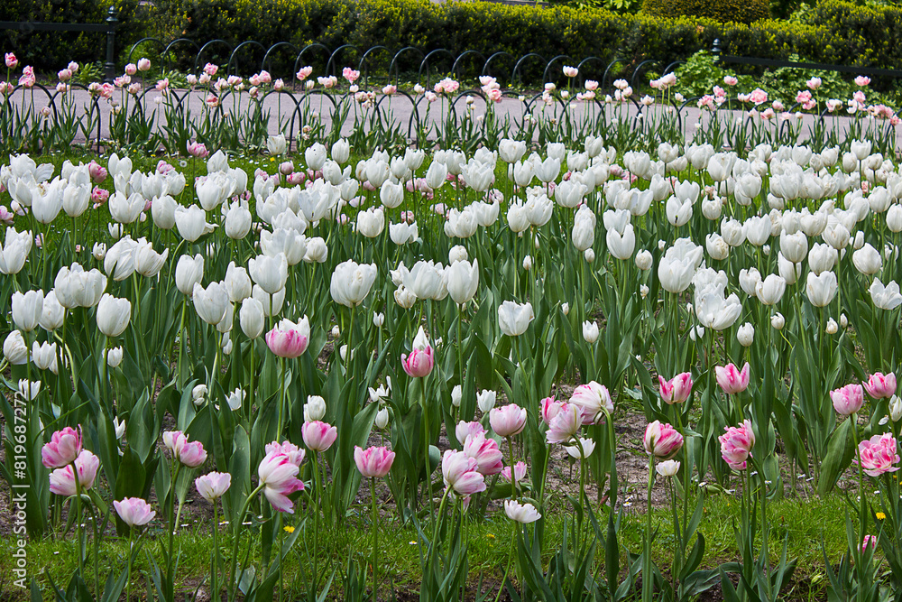 city park with a bed of tulips. White and pink tulips in a flowerbed in the park city park with a bed of tulips. White and pink tulips in a flowerbed in the park
