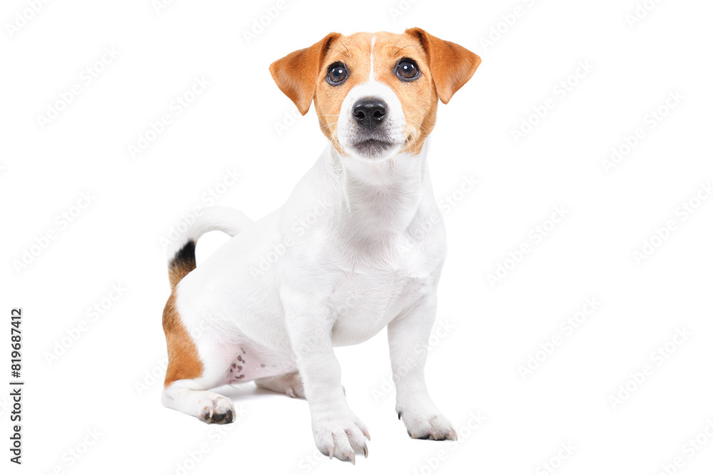 Cute Jack Russell Terrier puppy sitting isolated on white background Cute Jack Russell Terrier puppy sitting isolated on white background