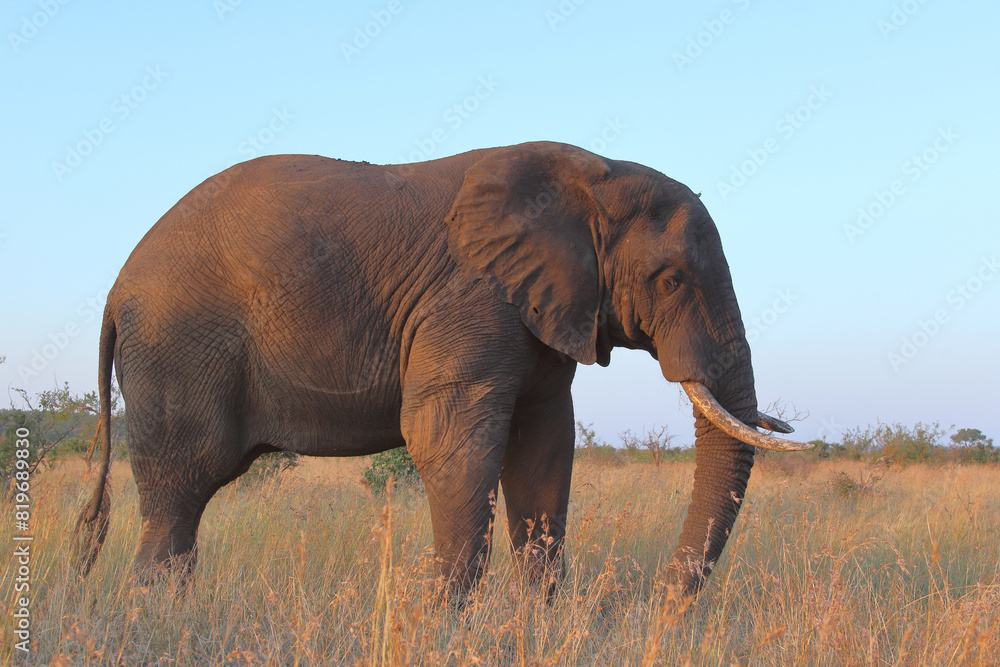 Fototapeta premium Afrikanischer Elefant / African elephant / Loxodonta africana