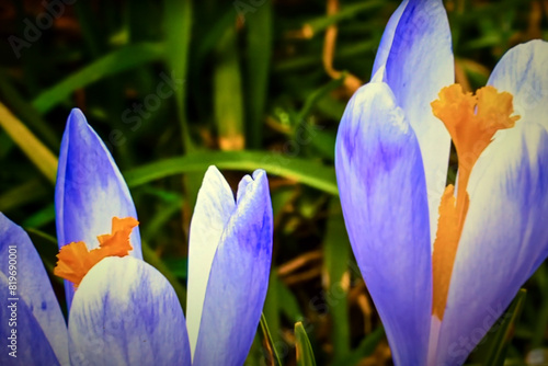 colorful flowers in the garden