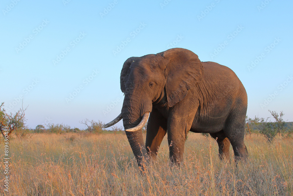 Obraz premium Afrikanischer Elefant / African elephant / Loxodonta africana