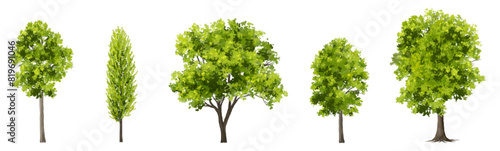 Vector watercolor of tree side view isolated on white background for landscape and architecture drawing, elements for environment and garden, painting botanical for section