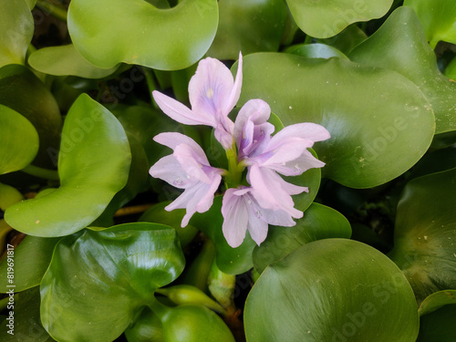 Aguape plant, green aquatic plant from the Brazilian Pantanal. Closeup of the plant with its pink flower.