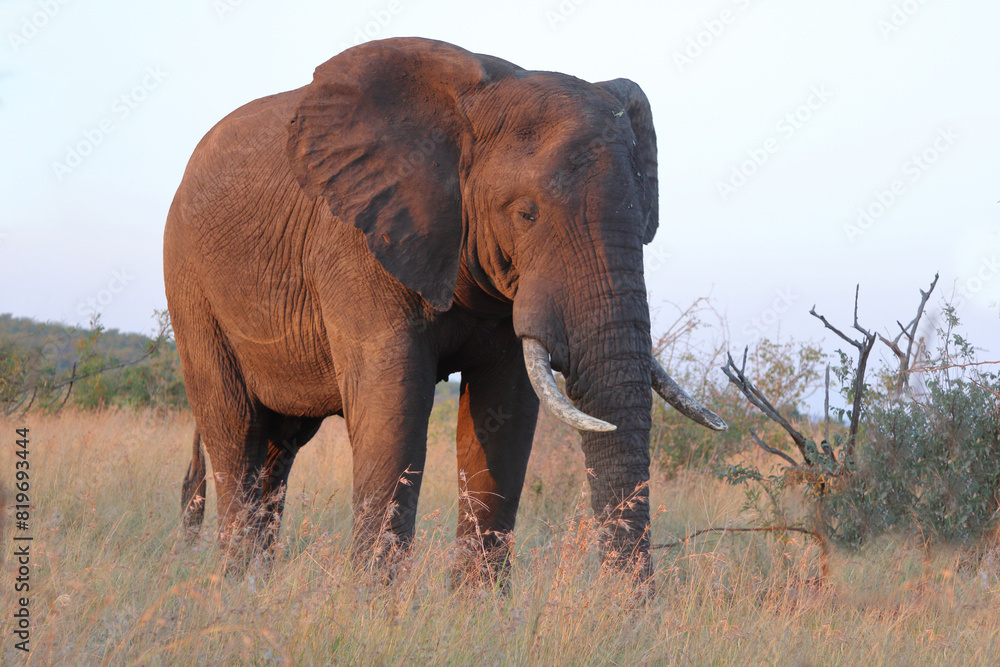 Fototapeta premium Afrikanischer Elefant / African elephant / Loxodonta africana