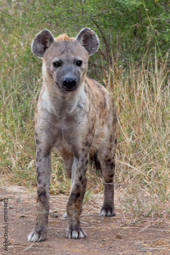Tüpfelhyäne / Spotted hyaena / Crocuta crocuta