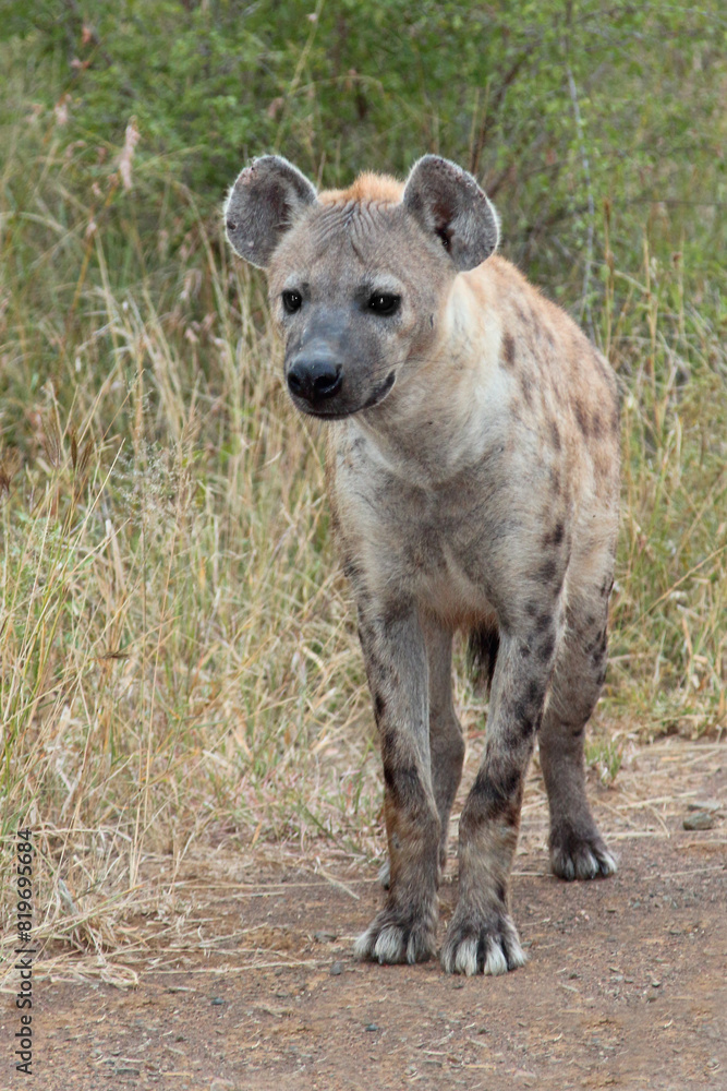Tüpfelhyäne / Spotted hyaena / Crocuta crocuta Tüpfelhyäne / Spotted hyaena / Crocuta crocuta