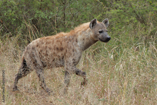 Tüpfelhyäne / Spotted hyaena / Crocuta crocuta