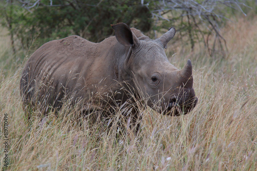 Breitmaulnashorn / Square-lipped rhinoceros / Ceratotherium simum. © Ludwig