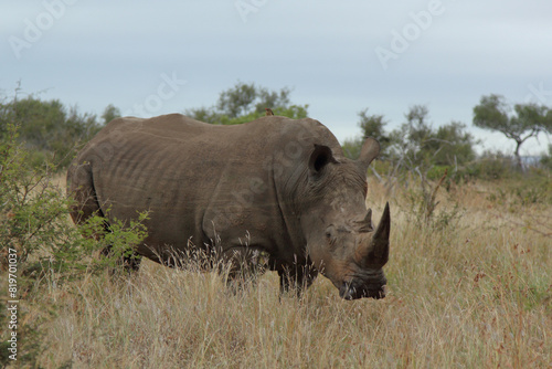 Breitmaulnashorn   Square-lipped rhinoceros   Ceratotherium simum