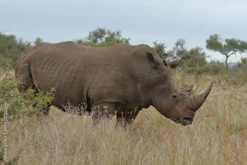 Breitmaulnashorn / Square-lipped rhinoceros / Ceratotherium simum Breitmaulnashorn / Square-lipped rhinoceros / Ceratotherium simum
