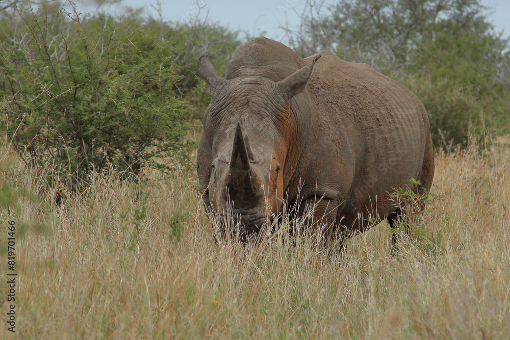 Breitmaulnashorn / Square-lipped rhinoceros / Ceratotherium simum Breitmaulnashorn / Square-lipped rhinoceros / Ceratotherium simum