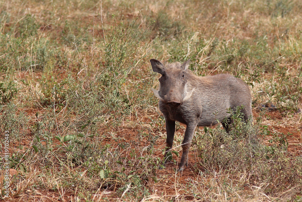 Warzenschwein / Warthog / Phacochoerus africanus Warzenschwein / Warthog / Phacochoerus africanus