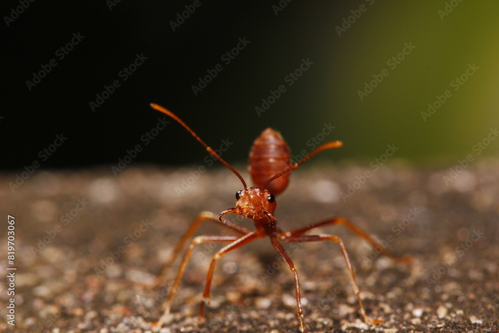 ant on the ground ant on the ground