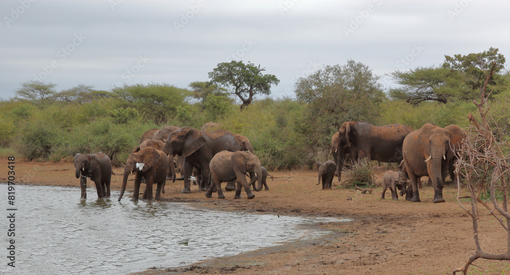 Afrikanischer Elefant / African elephant / Loxodonta africana Afrikanischer Elefant / African elephant / Loxodonta africana