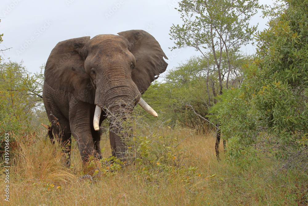 Afrikanischer Elefant / African elephant / Loxodonta africana Afrikanischer Elefant / African elephant / Loxodonta africana