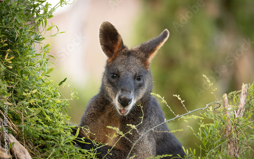 Cuadro en lienzo Cute Wallaby