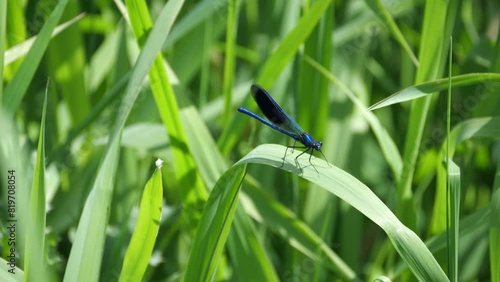 Männchliche gebänderten Prachtlibelle, Calopteryx splendens sitzt auf einem Schilfblatt, Ansicht schräg von vorne photo