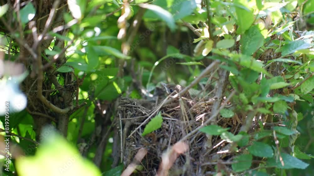 adult birds fly away from their nest adult birds fly away from their nest