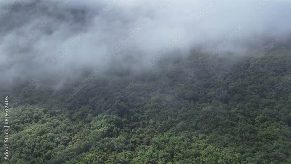 Aerial View of Fog-Engulfed Forest Aerial View of Fog-Engulfed Forest