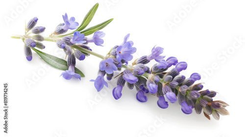 A close-up of a lavender sprig with delicate purple flowers and green leaves against a white background. © Ritthichai
