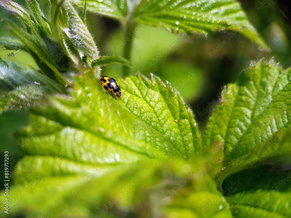 Ladybird on leaf Ladybird on leaf