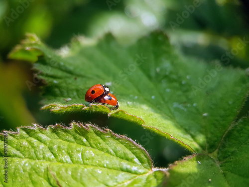 Ladybird on leaf